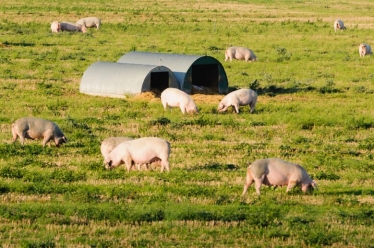 A pig farm